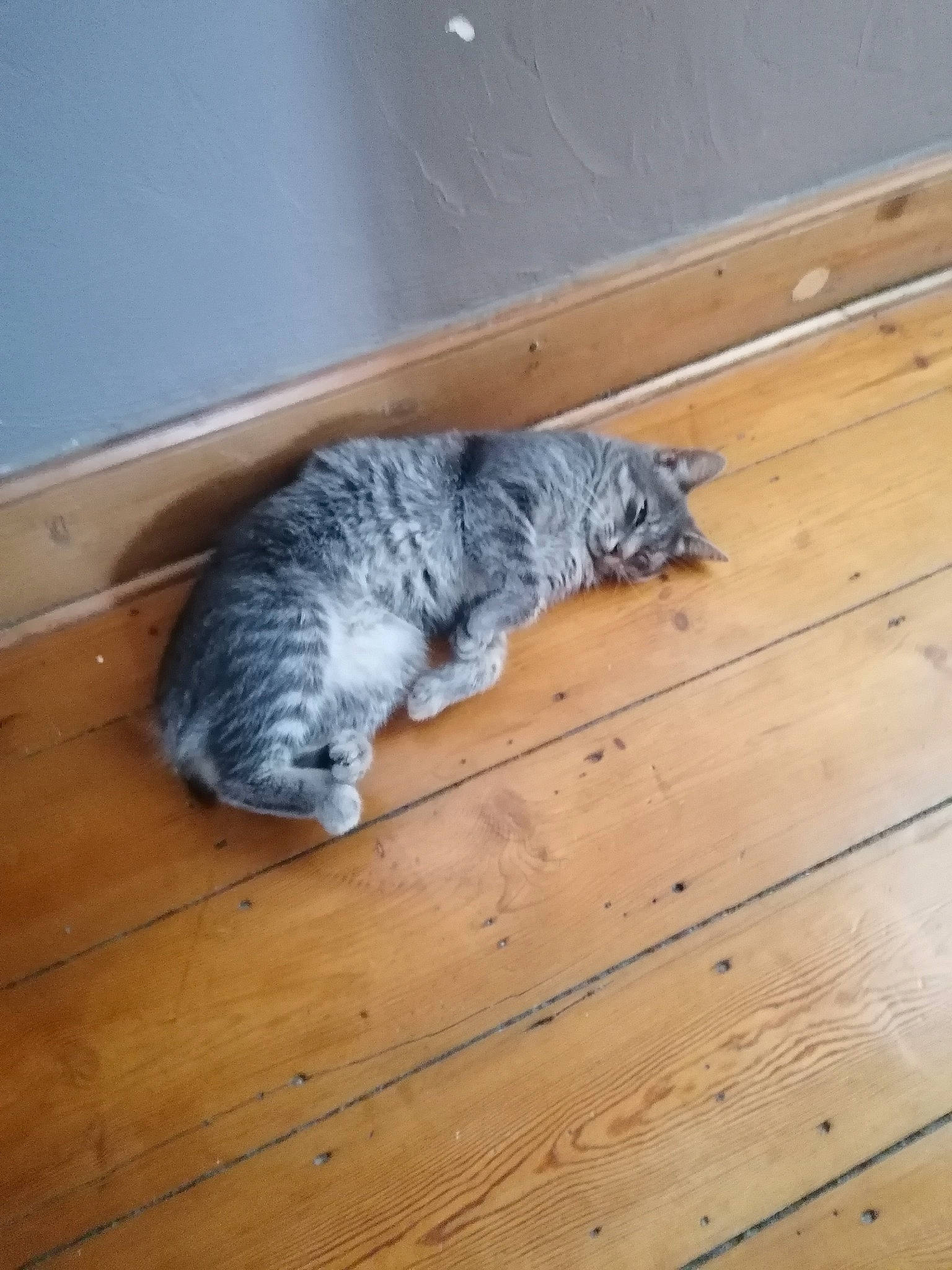 Olly a rejoint le concours — aidez-le/la à gagner de superbes lots ! carnivore, cat, dog_breed, domestic_short_haired_cat, felidae, floor, flooring, fur, hardwood, laminate_flooring, paw, plank, small_to_medium_sized_cats, sporting_group, tail, varnish, whiskers, wood, wood_flooring, wood_stain