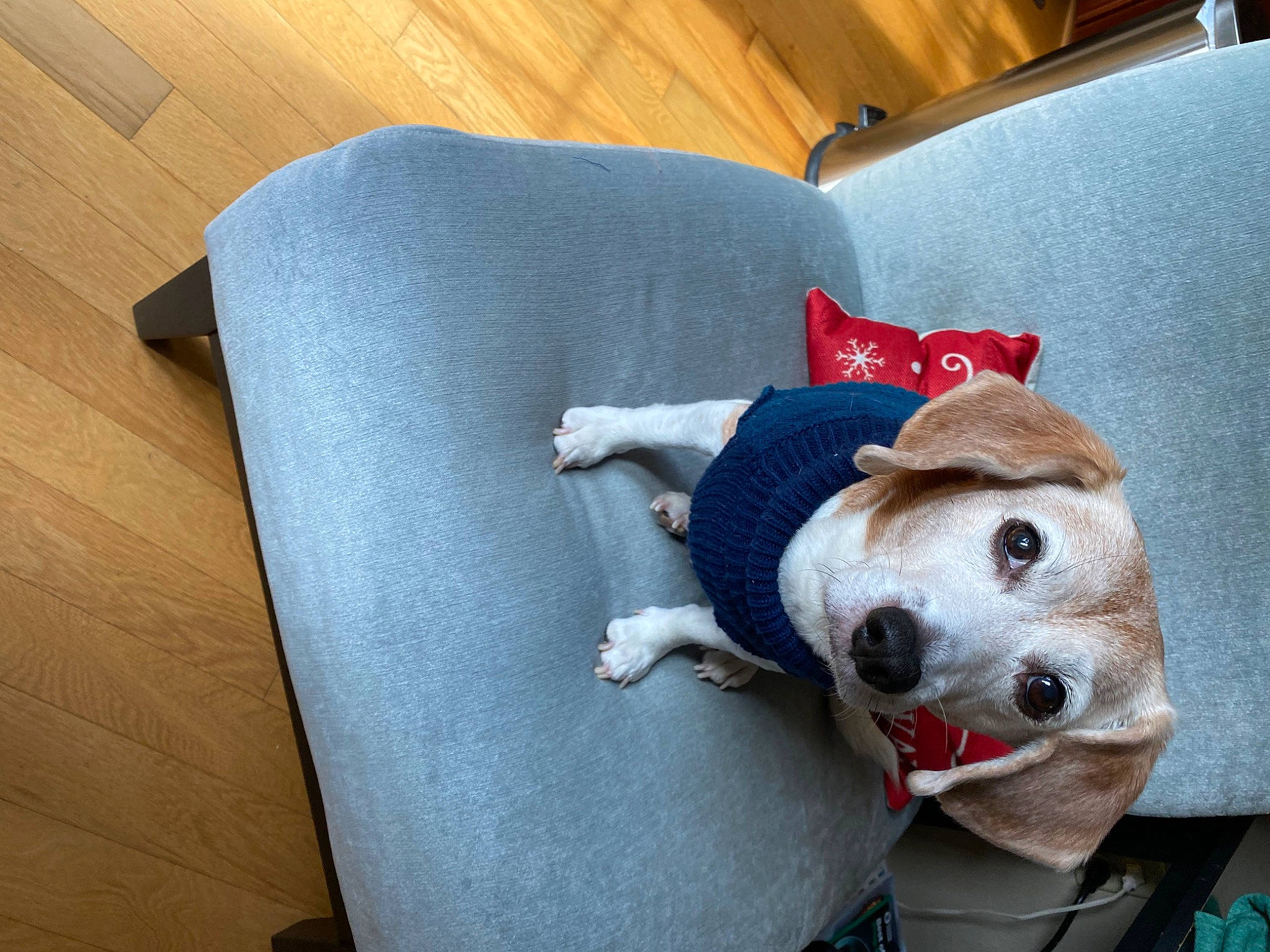 Marlin is registered to the contest to win money with this photo: bedding, carnivore, chair, collar, comfort, companion_dog, couch, dog, dog_breed, dog_supply, fawn, flooring, hardwood, linens, pet_supply, pillow, sporting_group, throw_pillow, wood, working_animal