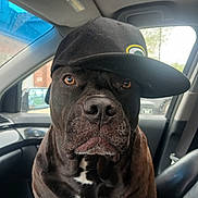 Ryder joined the competition — help win amazing prizes! dog, black_dog, baseball_cap, car_interior, seat, window, side_mirror, white_patch, close_up, pet, mammal, canine, animal, portrait, hat, seatbelt, daylight, indoors, looking_at_camera, expression