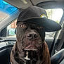 dog, black_dog, baseball_cap, car_interior, seat, window, side_mirror, white_patch, close_up, pet, mammal, canine, animal, portrait, hat, seatbelt, daylight, indoors, looking_at_camera, expression