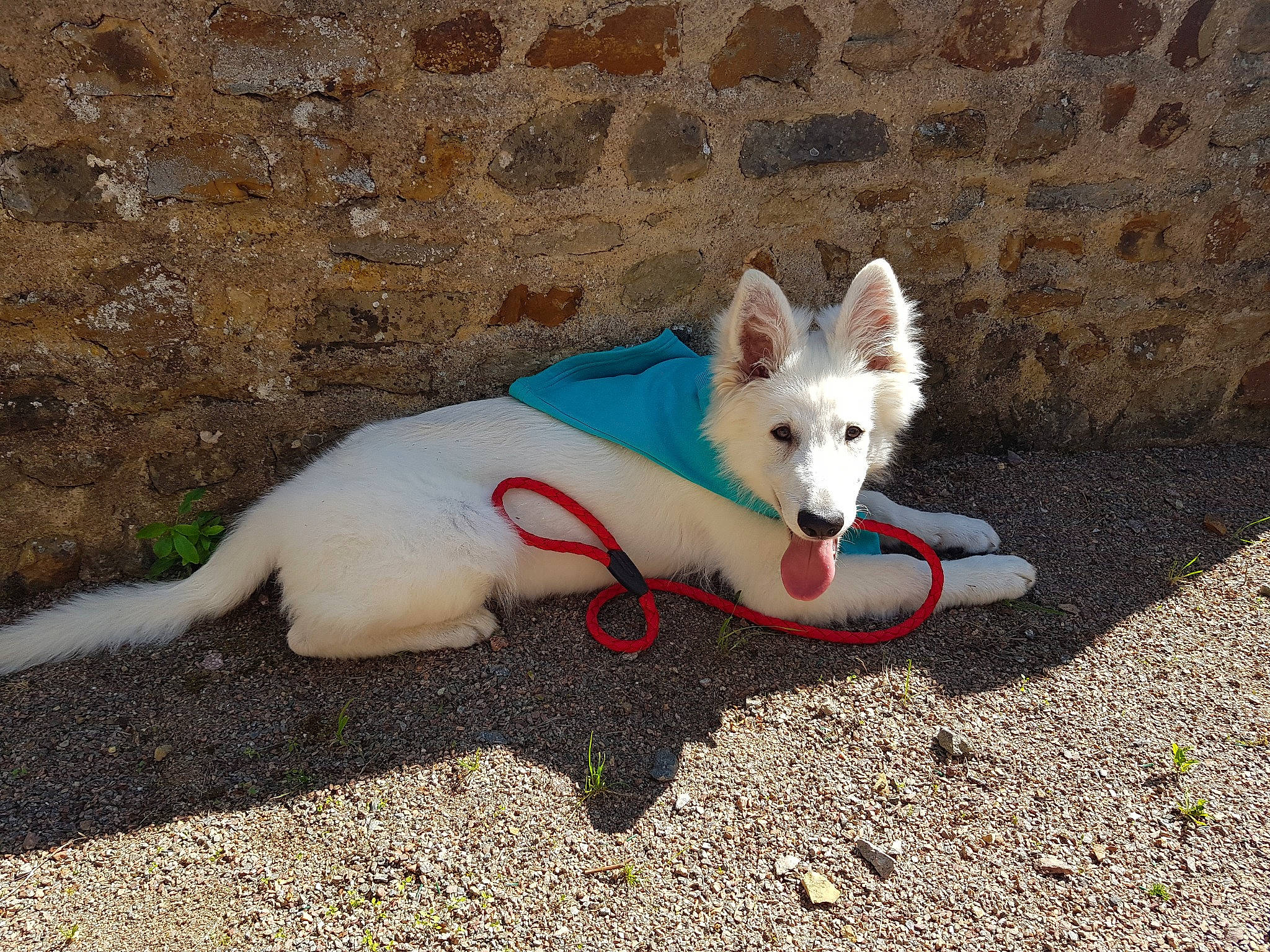 Riley a rejoint le concours — aidez-le/la à gagner de superbes lots ! berger_blanc_suisse, canaan_dog, canidae, carnivore, dog, dog_breed, kintamani, korean_jindo_dog, mammal, vertebrate, white_shepherd