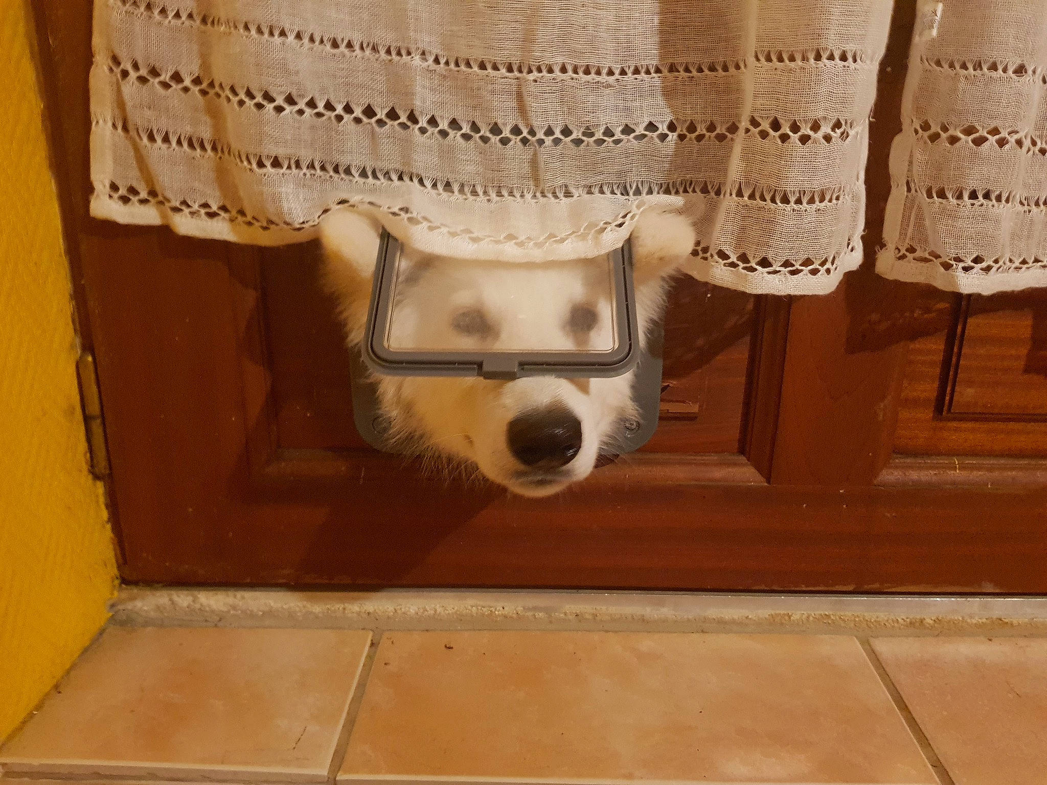 Riley a rejoint le concours — aidez-le/la à gagner de superbes lots ! canidae, carnivore, dog, dog_breed, floor, flooring, non_sporting_group, paper, snout