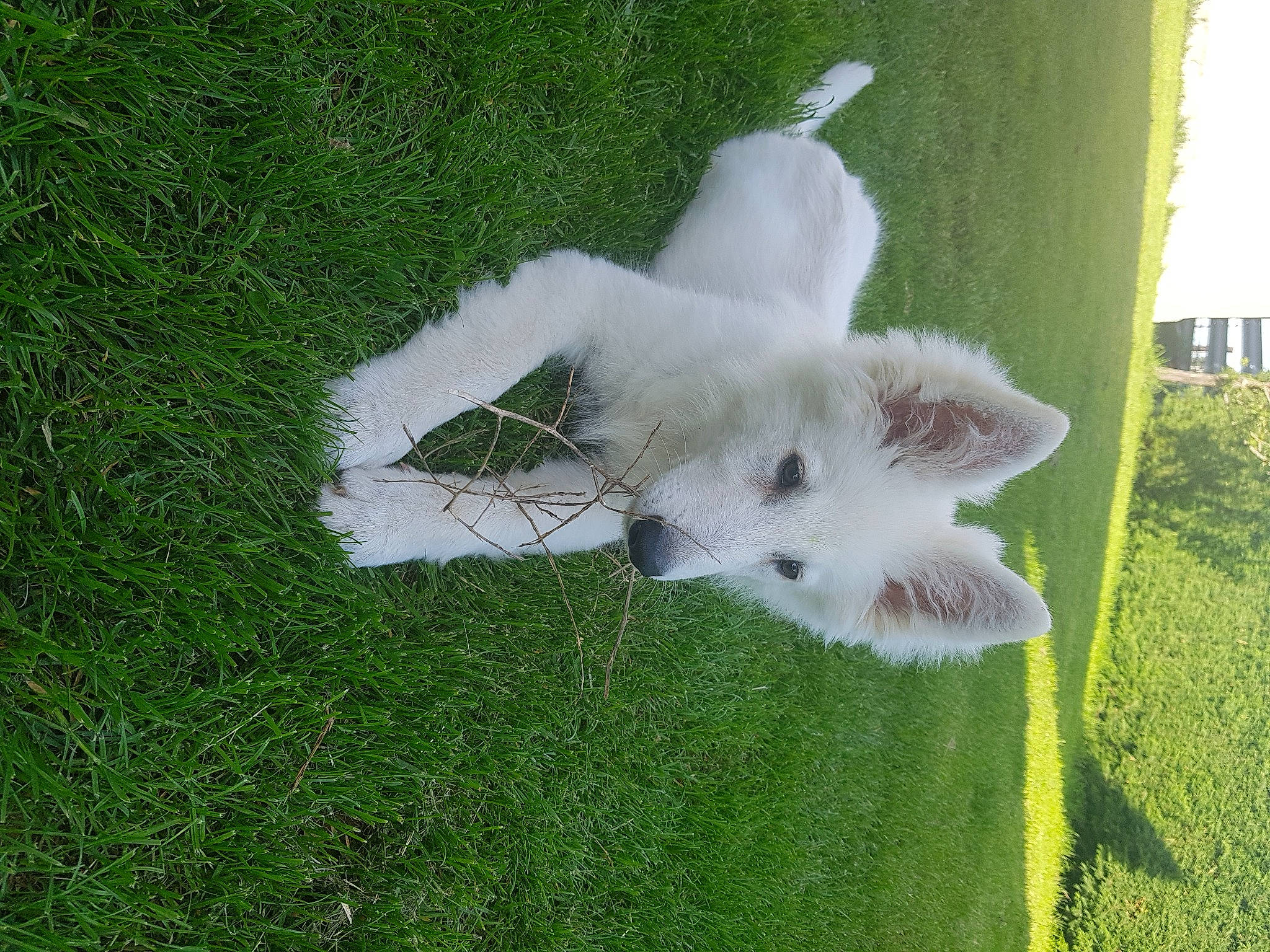 Riley a rejoint le concours — aidez-le/la à gagner de superbes lots ! canidae, dog_breed, domestic_rabbit, grass, rabbit, rabbits_and_hares