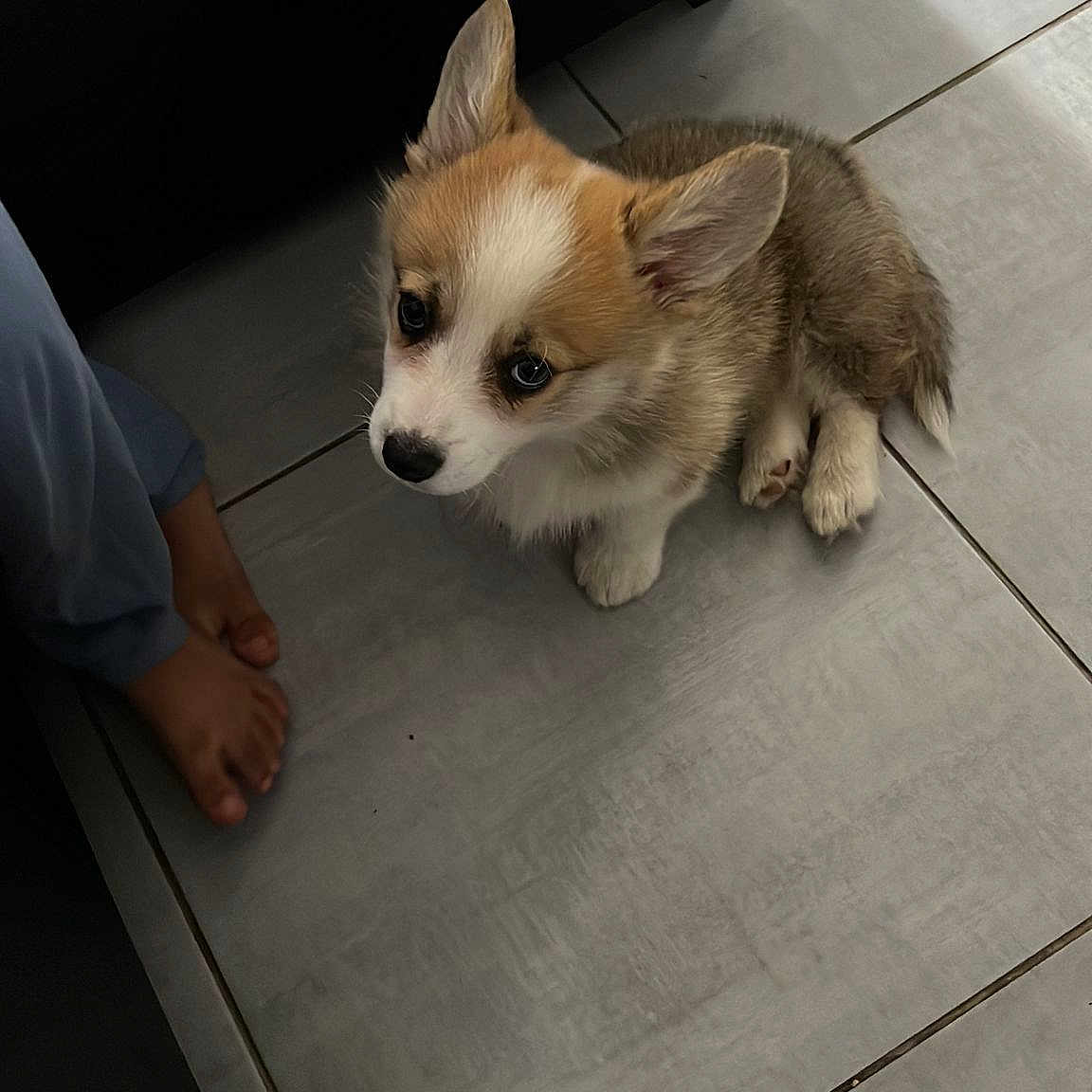 Teiko