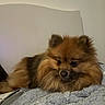 Lola participe au concours pour gagner de l'argent avec cette photo : dog, pomeranian, fluffy, pet, animal, lying_down, blanket, bed, fur, cute, small_dog, indoors, relaxed, brown_fur, black_nose, face, ears, cozy, companion, resting