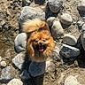Lola participe au concours pour gagner de l'argent avec cette photo : animal, brown_fur, dog, fluffy, happy, open_mouth, outdoor, pet, pomeranian, portrait, rocks, sand, shoreline, small_dog, smiling, sneaker, stones, sunlight, tail, tongue
