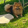 Lola participe au concours pour gagner de l'argent avec cette photo : dog, pomeranian, fluffy, grass, outdoor, sunlight, pet, animal, canine, fur, brown, cream, chair, metal, shadow, relaxing, small_dog, nature, summer, calm