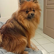 Lola participe au concours pour gagner de l'argent avec cette photo : dog, pomeranian, pet, fluffy, indoor, blanket, floor, tile, door, animal, canine, fur, sitting, cute, companion, domestic, house, room, cozy, portrait
