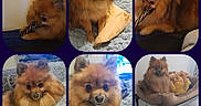Lola participe au concours pour gagner de l'argent avec cette photo : dog, pomeranian, fluffy, toy, blanket, pet_bed, indoor, cozy, cute, small_dog, brown_fur, plush_toy, winnie_the_pooh, floor_tiles, resting, chewing, closeup, portrait, multi_photo_collage, relaxed
