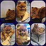 dog, pomeranian, fluffy, toy, blanket, pet_bed, indoor, cozy, cute, small_dog, brown_fur, plush_toy, winnie_the_pooh, floor_tiles, resting, chewing, closeup, portrait, multi_photo_collage, relaxed