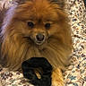 animal, bow_tie, chair, cute, dog, eyes, face, floral_pattern, fluffy, home, indoor, long_hair, nose, orange_fur, pet, pomeranian, portrait, sitting, small_dog, upholstery