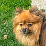 animal, brown_fur, calm, canine, close_up, cute, dog, fluffy, garden, golden_fur, grass, greenery, lion_like, long_hair, mane, outdoor, pet, portrait, sitting, stone