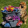 dog, flower_pot, flowers, grass, garden, outdoor, greenery, pet, brown_dog, plant, sunlight, nature, colorful, tiered_planter, standing, fence, small_dog, fluffy, yard, daylight