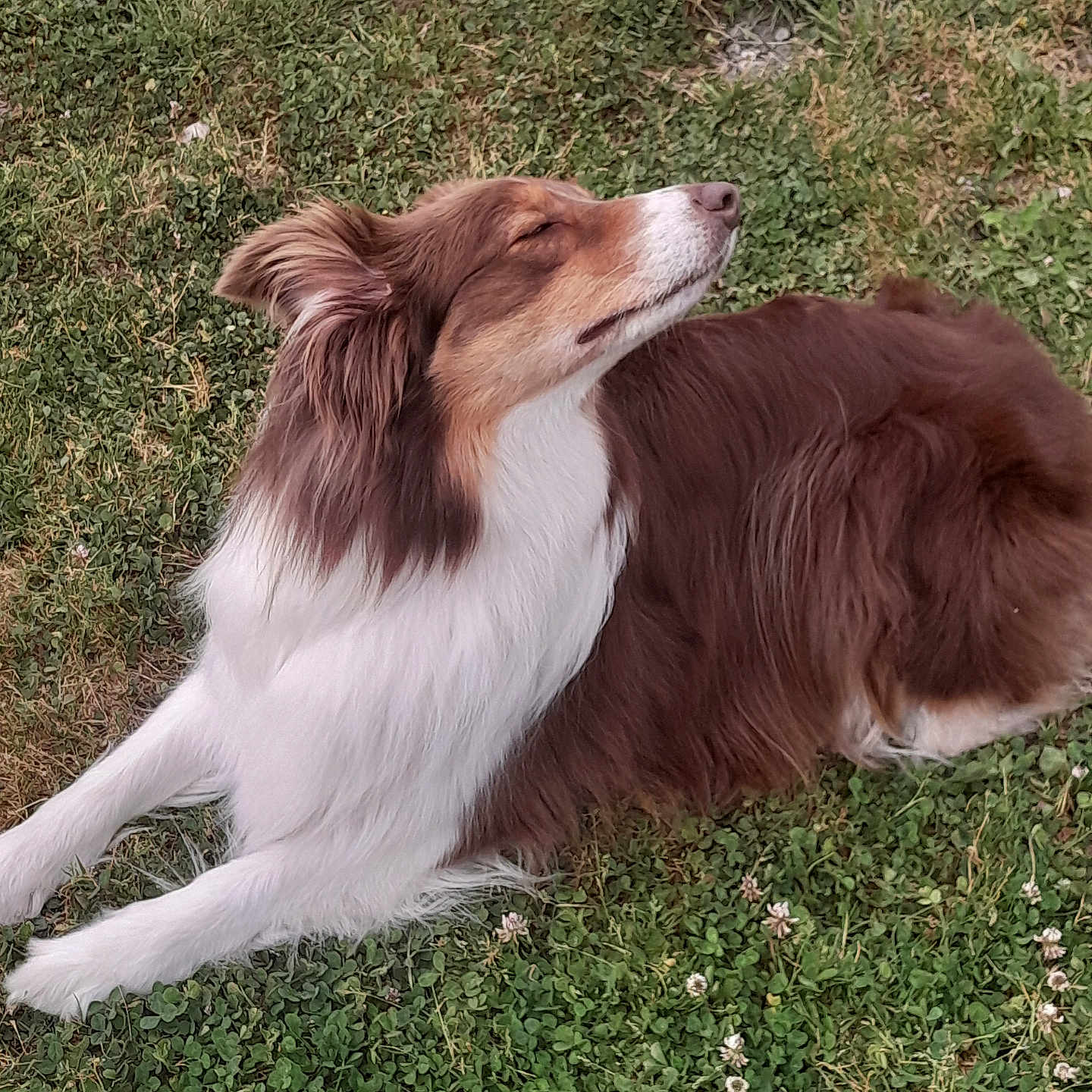 Tiana a rejoint le concours — aidez-le/la à gagner de superbes lots ! animal, calm, canine, clover, dog, fluffy, fur, grass, greenery, laying_down, mammal, nature, outdoor, peaceful, pet, relaxed, resting, side_view, sunlight, tricolor