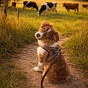 Rifle is registered to the contest to win money with this photo: animals, brown_fur, cows, dog, farm, field, grass, grazing, harness, leash, nature, outdoor, path, peaceful, pet, puppy, rural, summer, sunlight, white_fur