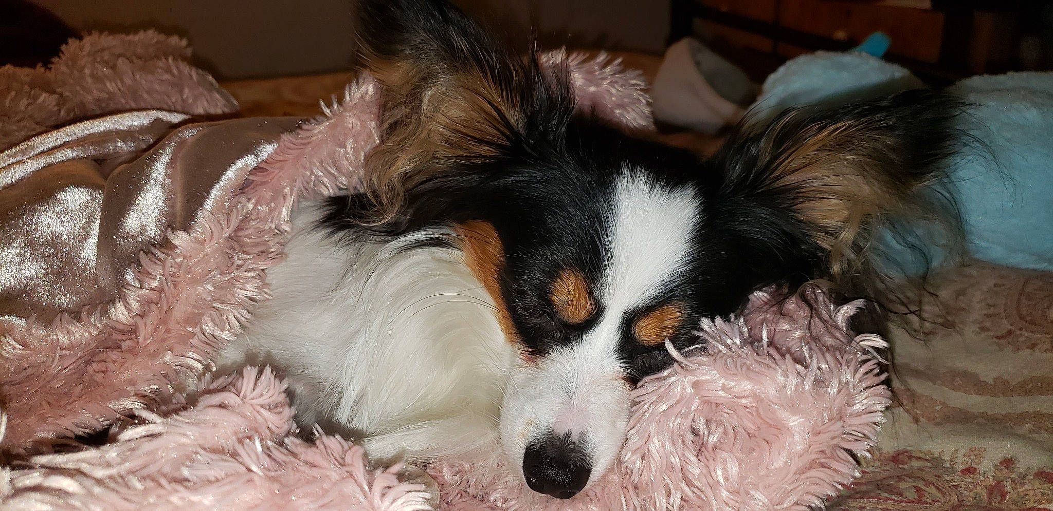 Ransom joined the competition — help win amazing prizes! australian_shepherd, canidae, carnivore, companion_dog, dog, dog_breed, fur, kooikerhondje, mammal, papillon, phalene, puppy, snout, spaniel, sporting_group, toy_dog, vertebrate, whiskers