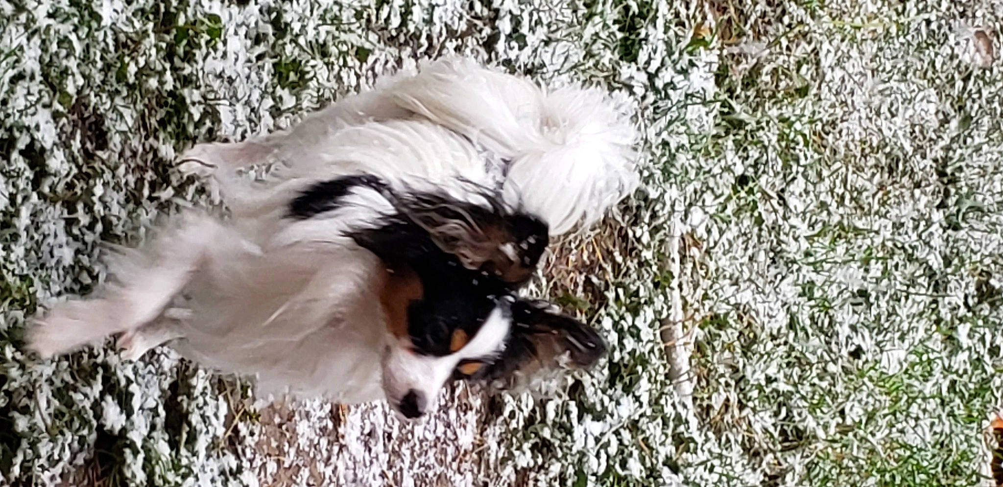 Ransom is registered to the contest to win money with this photo: australian_shepherd, canidae, carnivore, companion_dog, dog, dog_breed, japanese_chin, mammal, papillon, phalene, puppy, spaniel, sporting_group, toy_dog