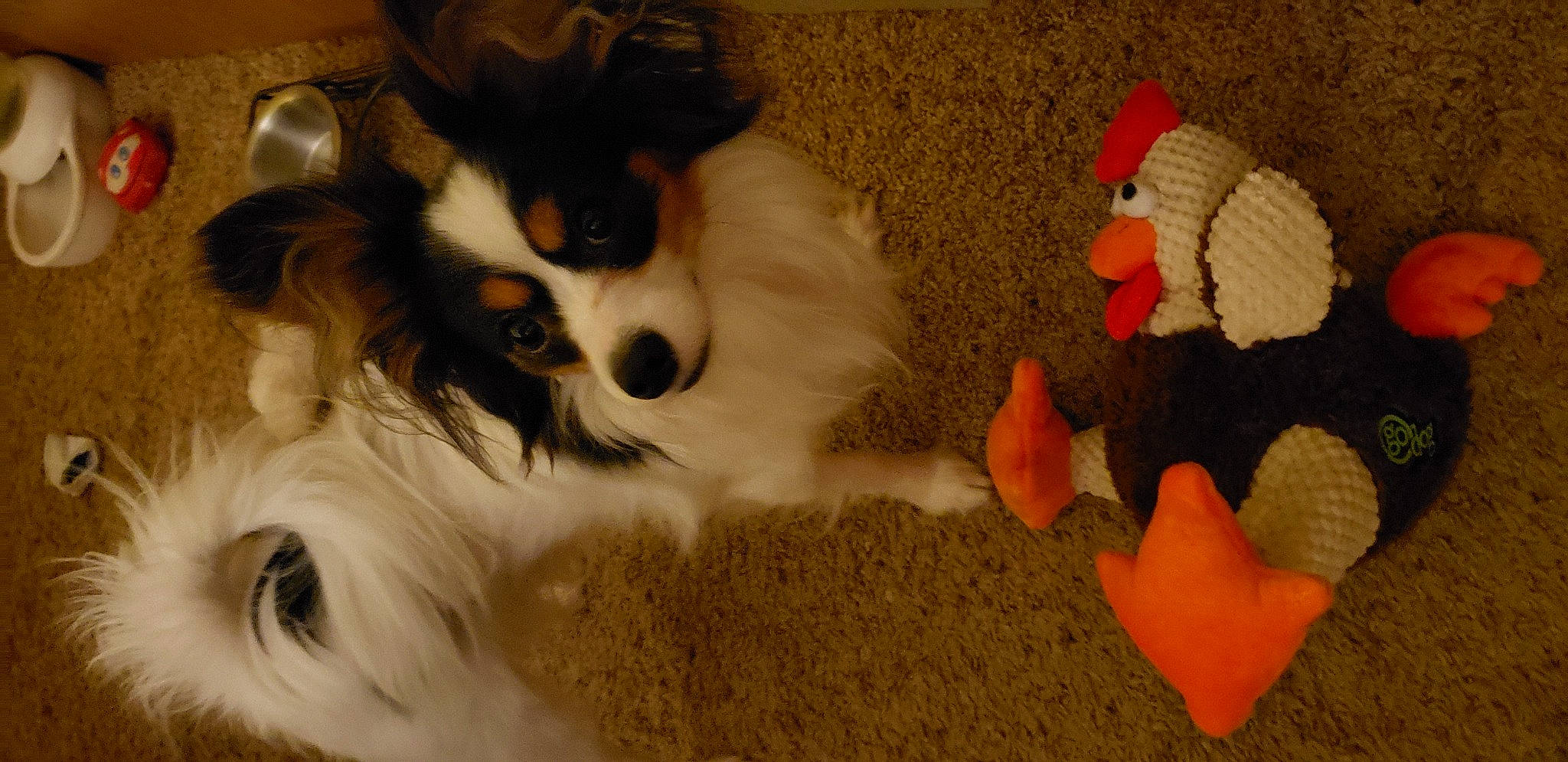 Ransom joined the competition — help win amazing prizes! australian_shepherd, canidae, carnivore, companion_dog, dog, dog_breed, dog_toy, fur, mammal, papillon, phalene, puppy, spaniel, sporting_group, tail, toy_dog