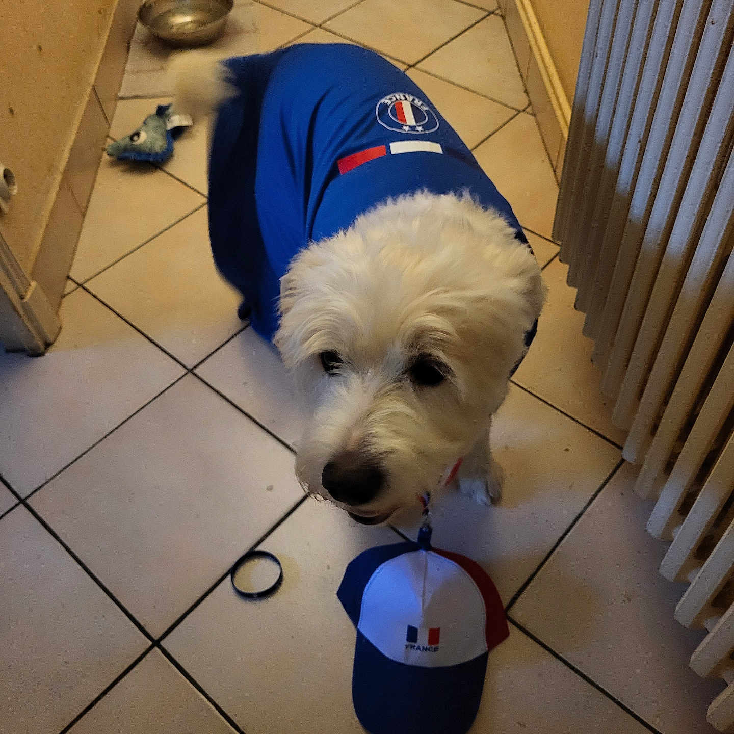 Maxou participe au concours pour gagner de l'argent avec cette photo : dog, white_dog, blue_clothing, pet_outfit, indoor, tiled_floor, radiator, toy_mouse, cap, france_theme, curious, pet_accessories, floor_tiles, domestic, household, animal, pet, companion, fur, small_dog