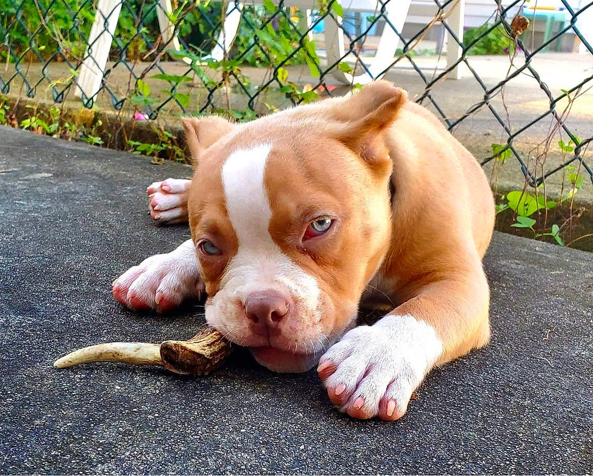 Archie joined the competition — help win amazing prizes! bulldog, carnivore, chain_link_fencing, companion_dog, dog, dog_breed, fawn, fence, grass, home_fencing, mesh, plant, snout, sporting_group, tail, terrestrial_animal, whiskers, wire_fencing, working_animal, wrinkle