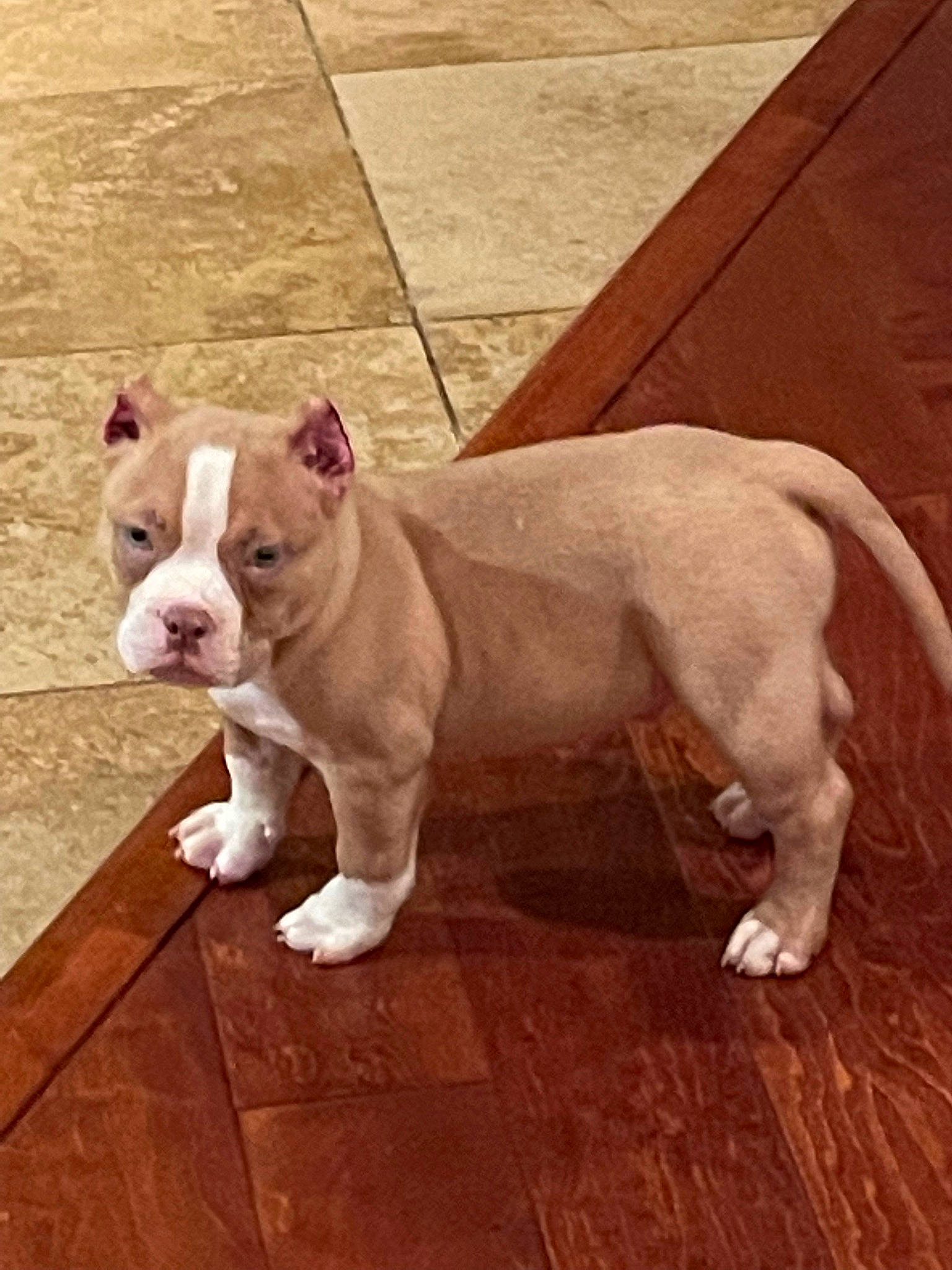 Archie joined the competition — help win amazing prizes! canidae, carnivore, collar, companion_dog, dog, dog_breed, dog_collar, ear, fawn, floor, flooring, hardwood, paw, snout, sporting_group, tail, terrestrial_animal, window, wood, working_animal