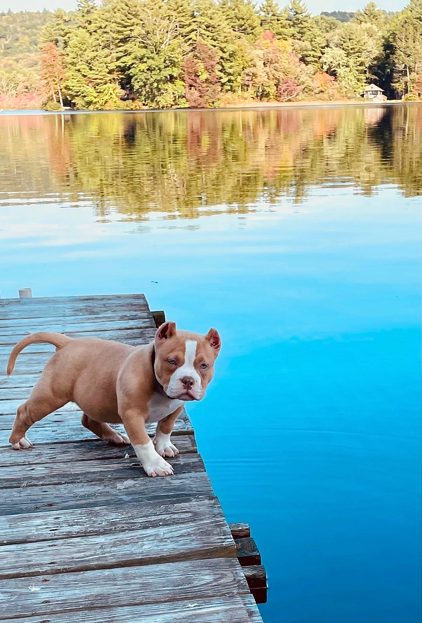 Archie is registered to the contest to win money with this photo: bank, carnivore, collar, companion_dog, dog, dog_breed, dog_collar, fawn, lake, leisure, natural_landscape, plant, sky, snout, tail, tree, water, water_resources, wood, working_animal