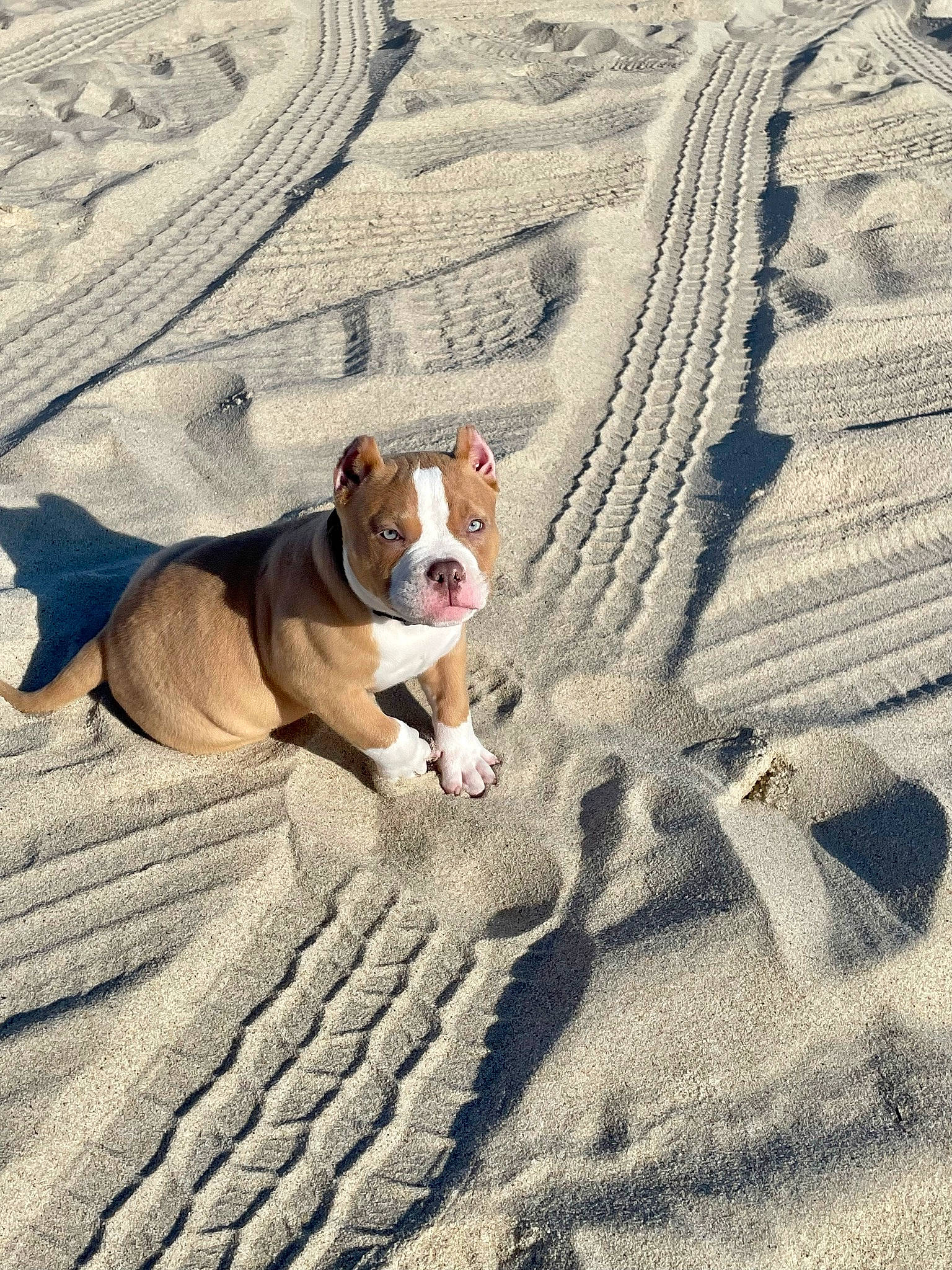 Archie is registered to the contest to win money with this photo: aeolian_landform, beach, canidae, carnivore, comfort, companion_dog, dog, dog_breed, dog_supply, fawn, fun, landscape, paw, pet_supply, sand, snout, soil, terrestrial_animal, wood, working_animal