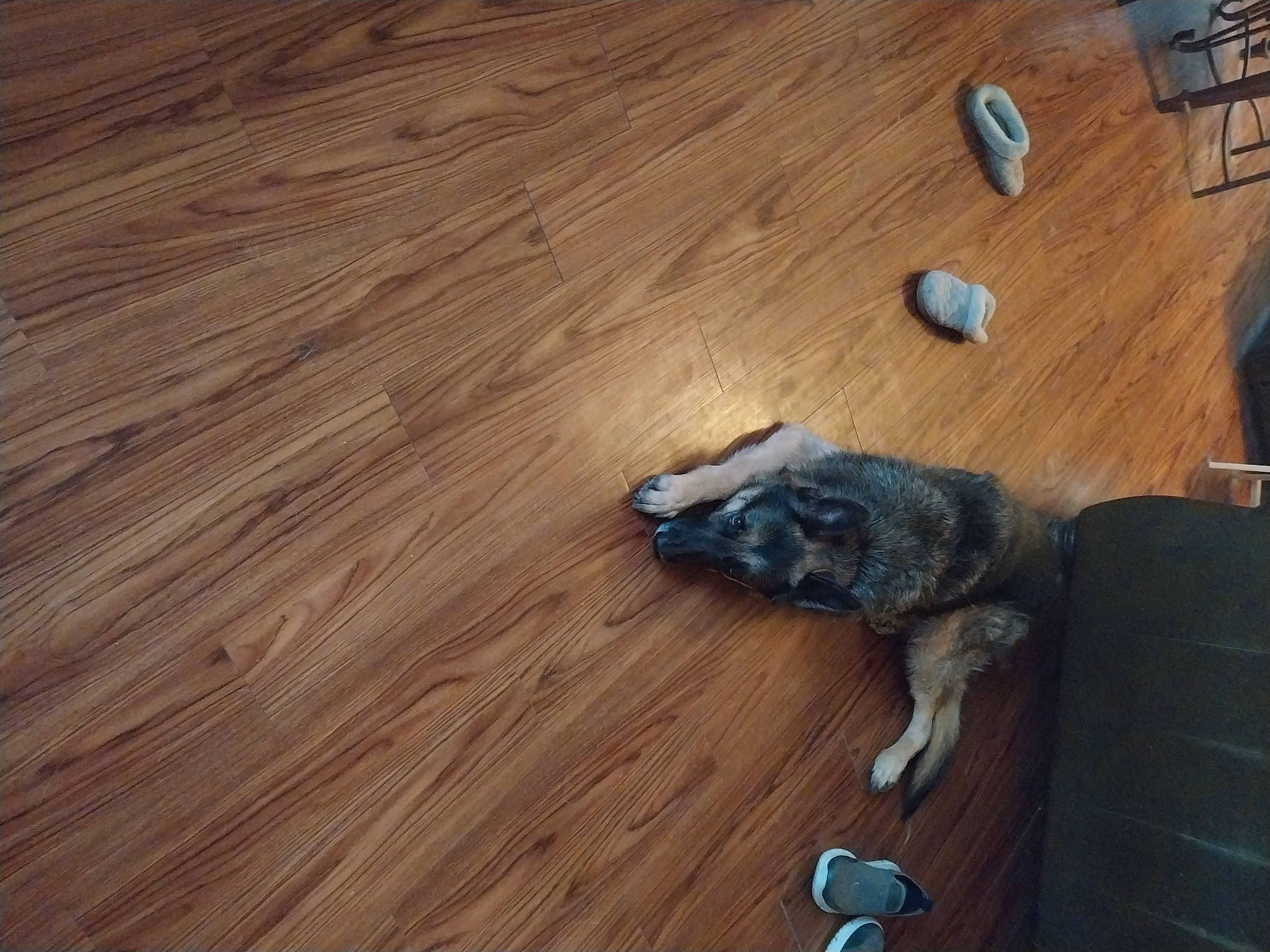 Jackson joined the competition — help win amazing prizes! carnivore, companion_dog, dog_breed, domestic_short_haired_cat, felidae, floor, flooring, fur, hardwood, laminate_flooring, pattern, plank, plywood, small_to_medium_sized_cats, tail, varnish, whiskers, wood, wood_flooring, wood_stain