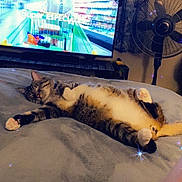 Luky joined the competition — help win amazing prizes! cat, bed, blanket, television, fan, indoor, relaxed, sleeping, fur, paws, advertisement, curtains, room, home, resting, sparkles, animal, pet, comfort, cozy