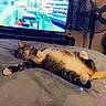 cat, bed, blanket, television, fan, indoor, relaxed, sleeping, fur, paws, advertisement, curtains, room, home, resting, sparkles, animal, pet, comfort, cozy