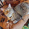 cat, tabby_cat, pet, indoor, living_room, couch, armrest, remote_control, carpet, furniture, yellow_eyes, collar, whiskers, relaxed, domestic_animal, fur, striped, cute, home, cozy