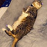 cat, tabby_cat, sleeping, lying_down, paws, blanket, bed, cozy, indoor, feline, fur, tail, collar, resting, cute, pet, animal, comfort, soft, sparkles