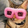 cat, tabby, glasses, pink, fuzzy, pet, collar, indoor, blanket, cozy, cute, animal, whiskers, ears, resting, fur, domestic, playful, portrait, funny