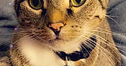 Luky is registered to the contest to win money with this photo: cat, tabby, close_up, pet, animal, feline, collar, tag, whiskers, eyes, ears, fur, domestic, cute, resting, blanket, blue, indoor, cozy, sparkles
