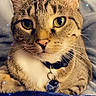 cat, tabby, close_up, pet, animal, feline, collar, tag, whiskers, eyes, ears, fur, domestic, cute, resting, blanket, blue, indoor, cozy, sparkles