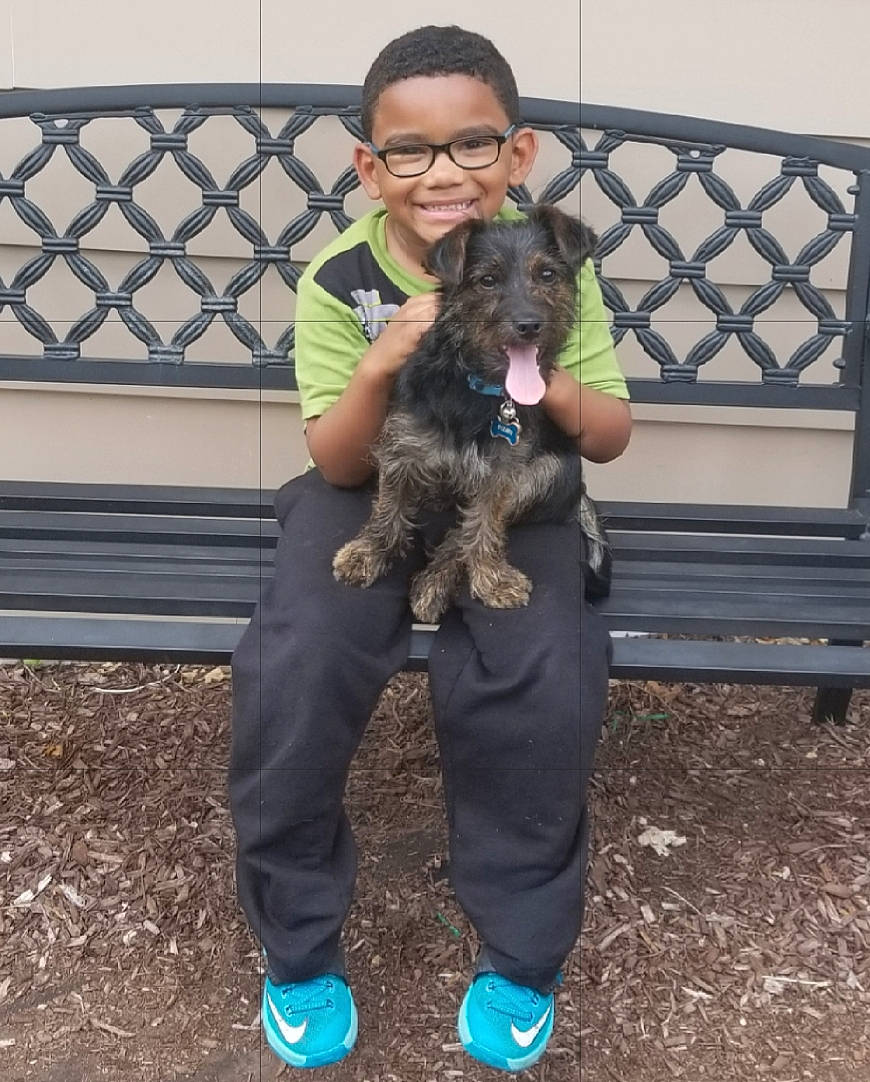 Jerome is registered to the contest to win money with this photo: canidae, carnivore, companion_dog, dog, dog_breed, joy, mammal, miniature_schnauzer, person, puppy, schnauzer, spaniel, sporting_group, standard_schnauzer, vertebrate