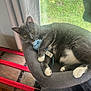 cat, grey_cat, white_paws, cat_bed, toy_mouse, window, green_grass, curtains, vintage_chest, wooden_floor, indoor, relaxed, pet, feline, clawing, cozy, sunlight, resting, playful, home