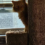 Snuggle'S joined the competition — help win amazing prizes! cat, ginger_cat, feline, cat_tree, window, air_conditioner, indoor, peeking, furry, pet, brown, curious, shy, animal, household, cozy, blurred, soft_light, vertical, home