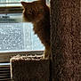 cat, ginger_cat, feline, cat_tree, window, air_conditioner, indoor, peeking, furry, pet, brown, curious, shy, animal, household, cozy, blurred, soft_light, vertical, home
