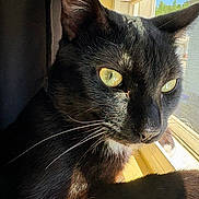 Loki joined the competition — help win amazing prizes! animal, black_cat, cat, close_up, curious, domestic_cat, ears, face, feline, fur, green_eyes, indoor, natural_light, nose, pet, portrait, shadow, sunlight, whiskers, window