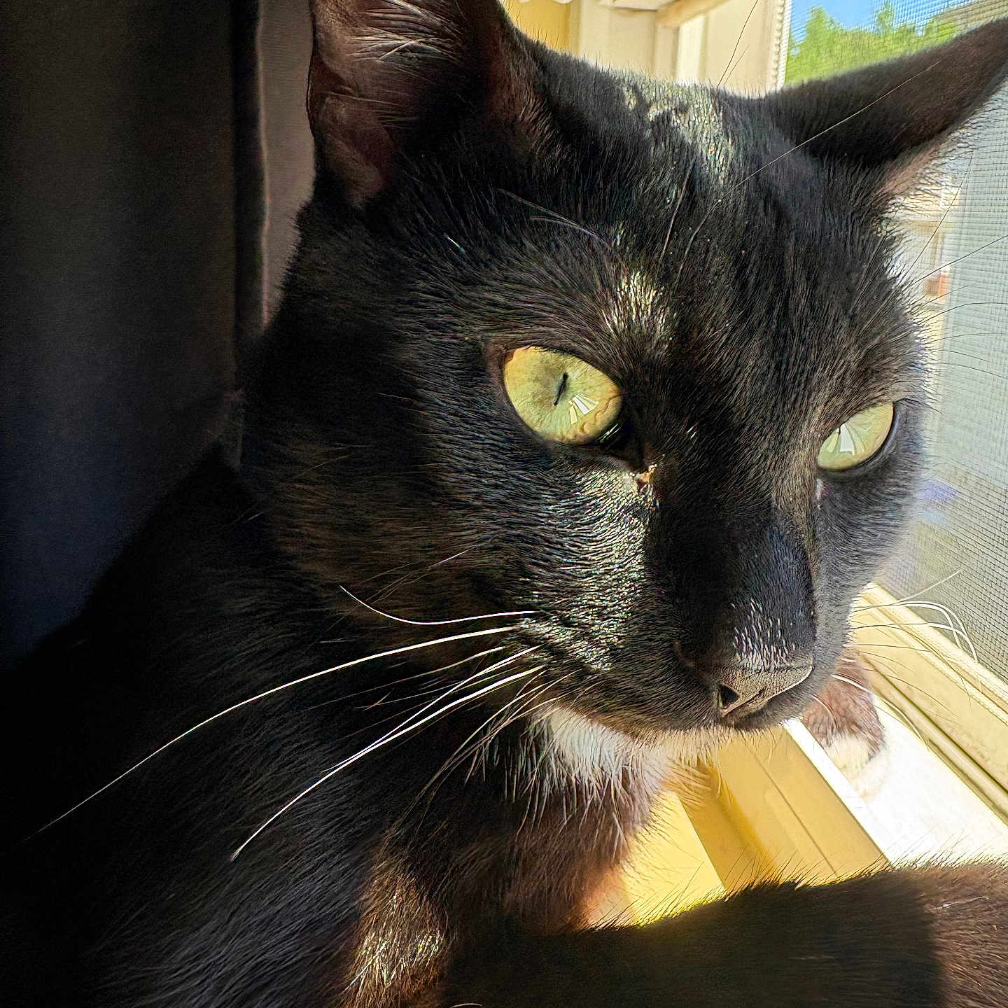 Loki