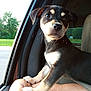 Tippy is registered to the contest to win money with this photo: animal, black_and_tan, car, close_up, companionship, curious, cute, daylight, dog, domestic, greenery, human_arm, inside, looking, nature, pet, puppy, short_hair, window, young