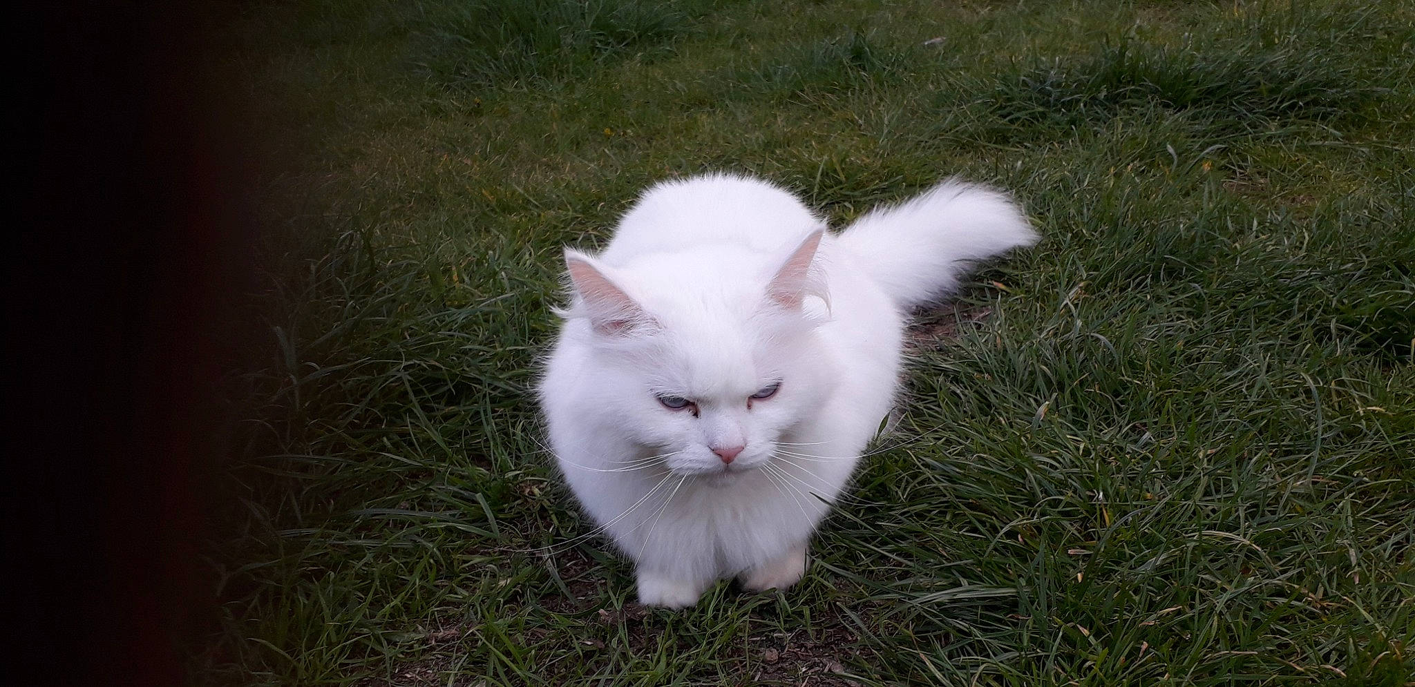 Lil' Blue is registered to the contest to win money with this photo: carnivore, cat, domestic_short_haired_cat, felidae, fur, grass, grassland, groundcover, herbaceous_plant, iris, pasture, plant, small_to_medium_sized_cats, snout, tail, terrestrial_animal, whiskers