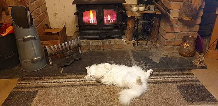 Lil' Blue joined the competition — help win amazing prizes! brick, companion_dog, dog, dog_breed, felidae, fire, floor, flooring, gas, hardwood, hearth, heat, lighting, masonry_oven, small_to_medium_sized_cats, stove, tail, toy_dog, wood, wood_burning_stove