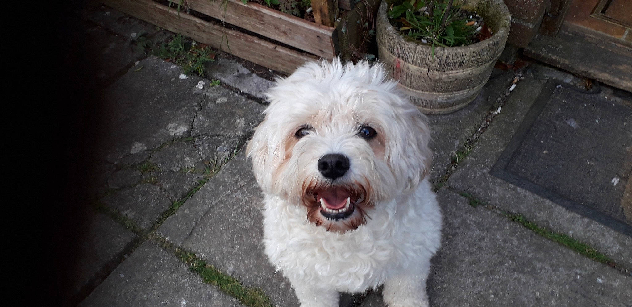 Dizzy is registered to the contest to win money with this photo: canidae, carnivore, companion_dog, dog, dog_breed, flowerpot, fur, grass, houseplant, labradoodle, mal_shi, maltepoo, plant, road_surface, small_terrier, sporting_group, terrier, toy_dog, water_dog, working_animal