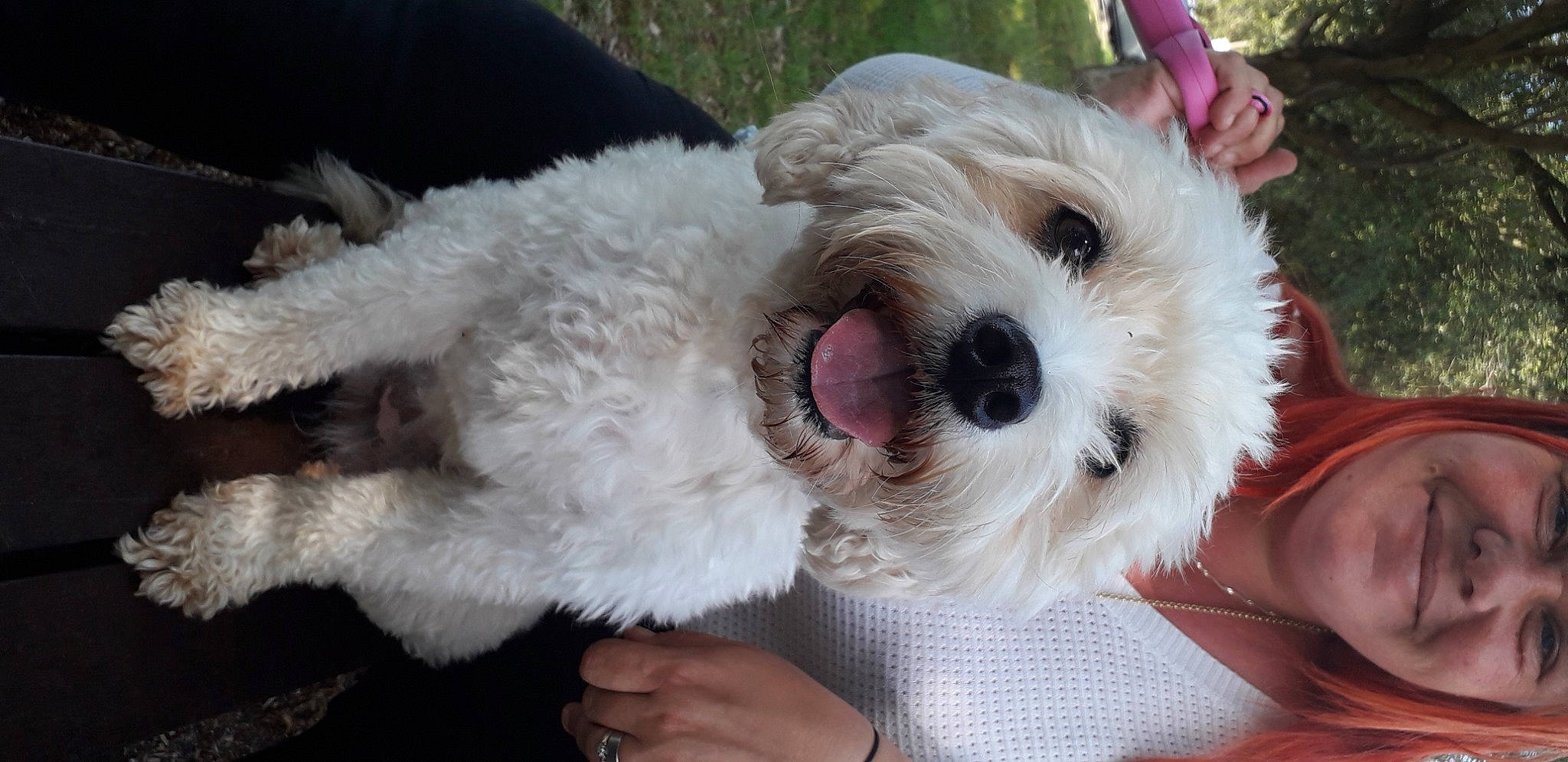 Dizzy joined the competition — help win amazing prizes! carnivore, collar, companion_dog, dog, dog_breed, dog_collar, dog_supply, eyewear, fur, labradoodle, paw, poodle_crossbreed, puppy_love, small_terrier, snout, sporting_group, sunglasses, terrier, toy_dog, working_animal