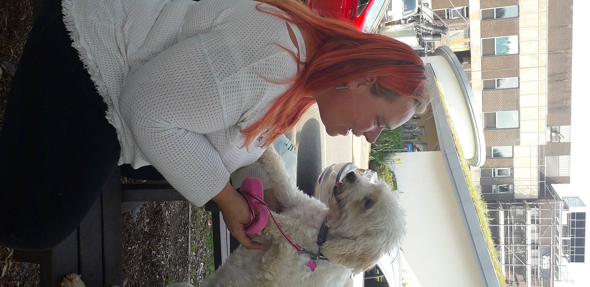 Dizzy joined the competition — help win amazing prizes! building, camelid, canidae, carnivore, companion_dog, dog, dog_breed, fashion_accessory, fawn, fur, hat, livestock, plant, snapshot, sporting_group, sun_hat, tree, umbrella, window, working_animal