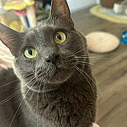 Sammy is registered to the contest to win money with this photo: cat, gray_cat, whiskers, close_up, green_eyes, indoor, hardwood_floor, pet_bed, cat_toy, feline, portrait, curious, looking_up, ears, fur, pet, domestic_cat, home, playful, nose