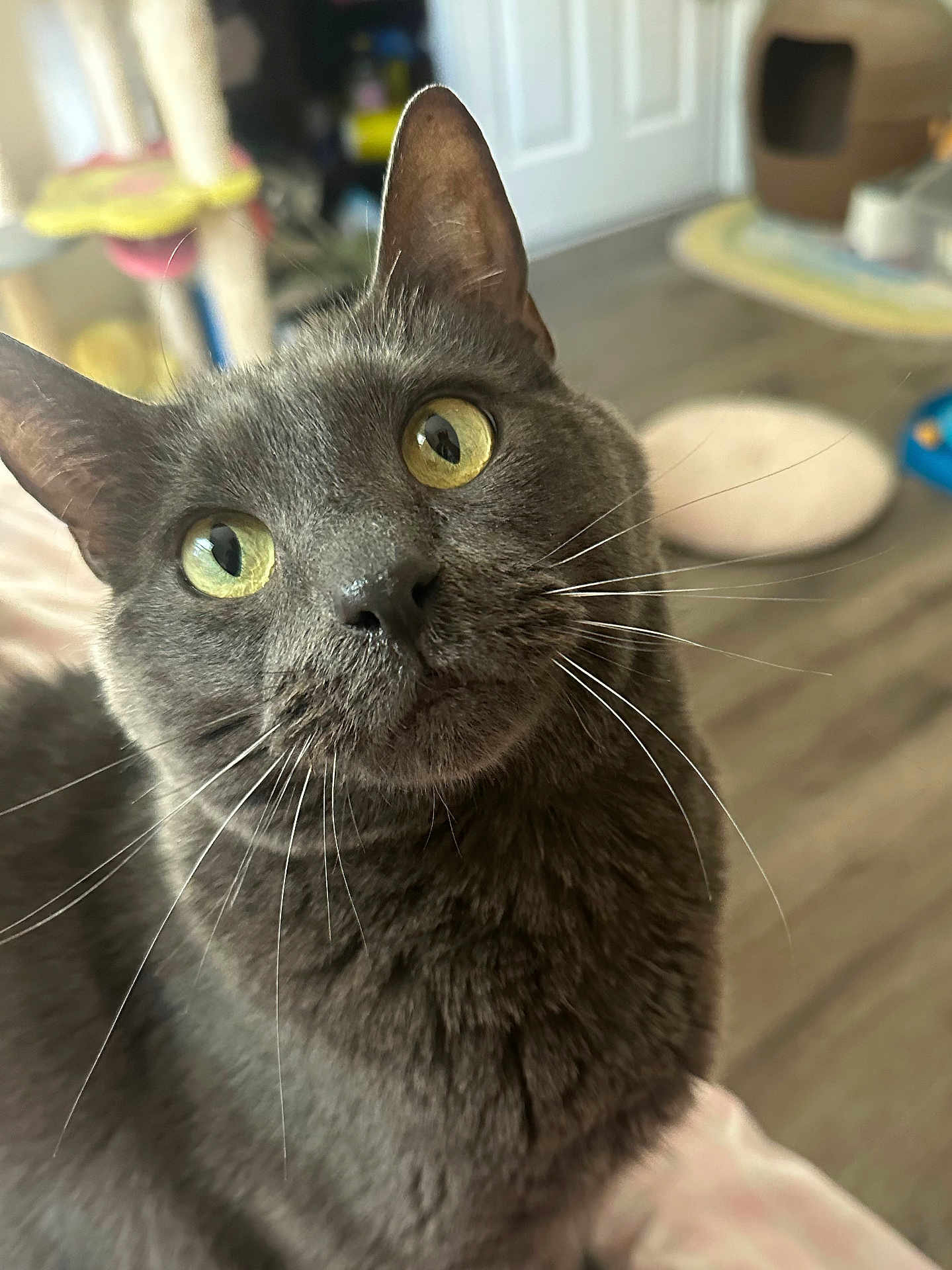 Sammy is registered to the contest to win money with this photo: cat, gray_cat, whiskers, close_up, green_eyes, indoor, hardwood_floor, pet_bed, cat_toy, feline, portrait, curious, looking_up, ears, fur, pet, domestic_cat, home, playful, nose
