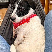 Pépino participe au concours pour gagner de l'argent avec cette photo : dog, black_and_white, bandana, red_bandana, hammock, indoor, jeans, fur, pet, resting, cozy, sitting, canine, close_up, wooden_shelf, background, animal, cute, comfort, relaxation